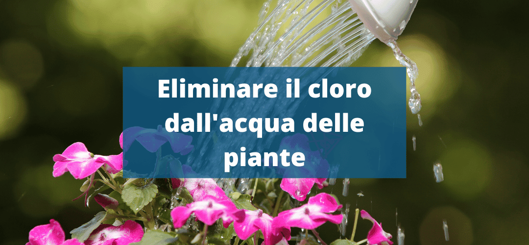 Eliminare cloro dall’acqua per le piante. Il cloro è tossico per le piante?